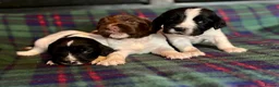 English Springer Spaniel dogs for sale: Superb Springer Spaniel puppies  - Advert 3