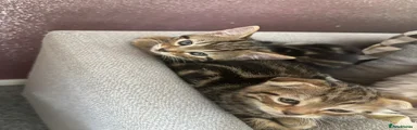 Scottish Fold 2 brown tabby straight ears 