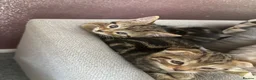 Scottish Fold cats for sale: 3 beautiful Scottish fold kittens for sale  - Advert 11