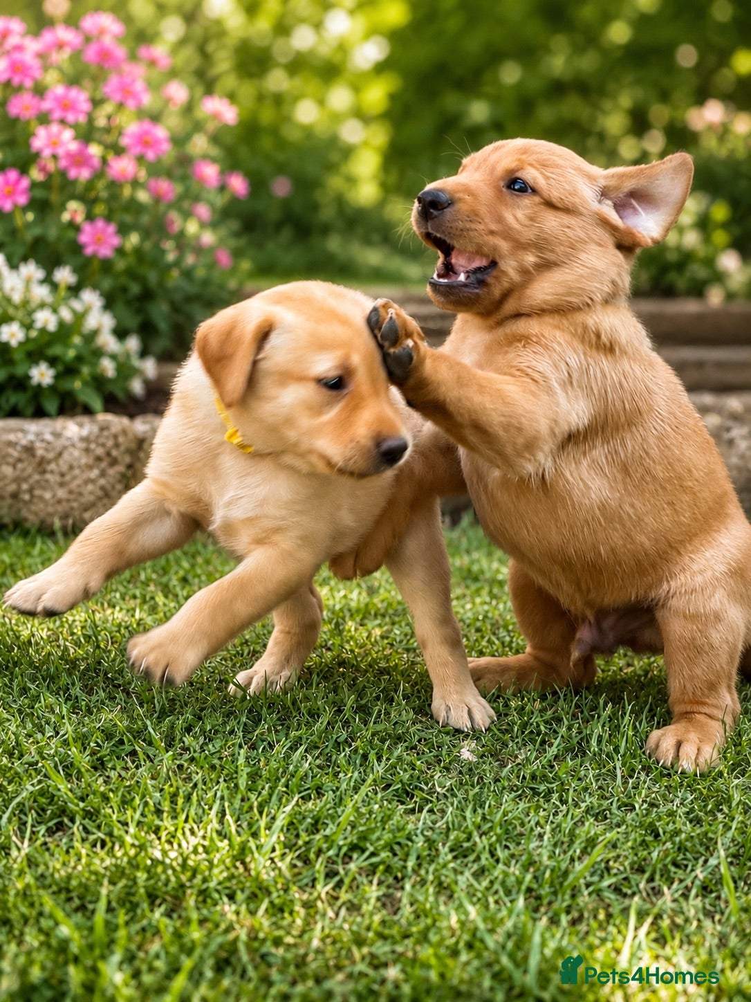 Labrador Retriever dogs Exceptional Labrador puppies  - Advert 2