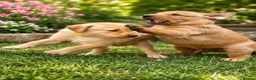 Labrador Retriever dogs for sale: Exceptional Labrador puppies  - Advert 6