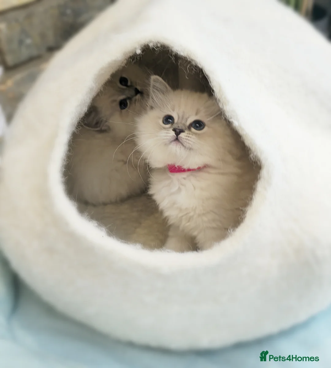 Ragdoll cats for sale: PURE RAGDOLL KITTENS - Advert 2