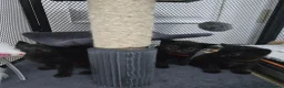 Mixed Breed cats for sale: Three Super-Fluffy Black Kittens Ready Now 🐾 - Advert 4