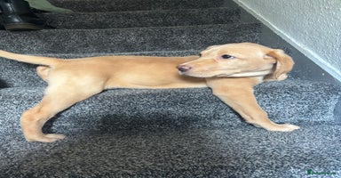 Labrador Retriever dogs - Advert 2