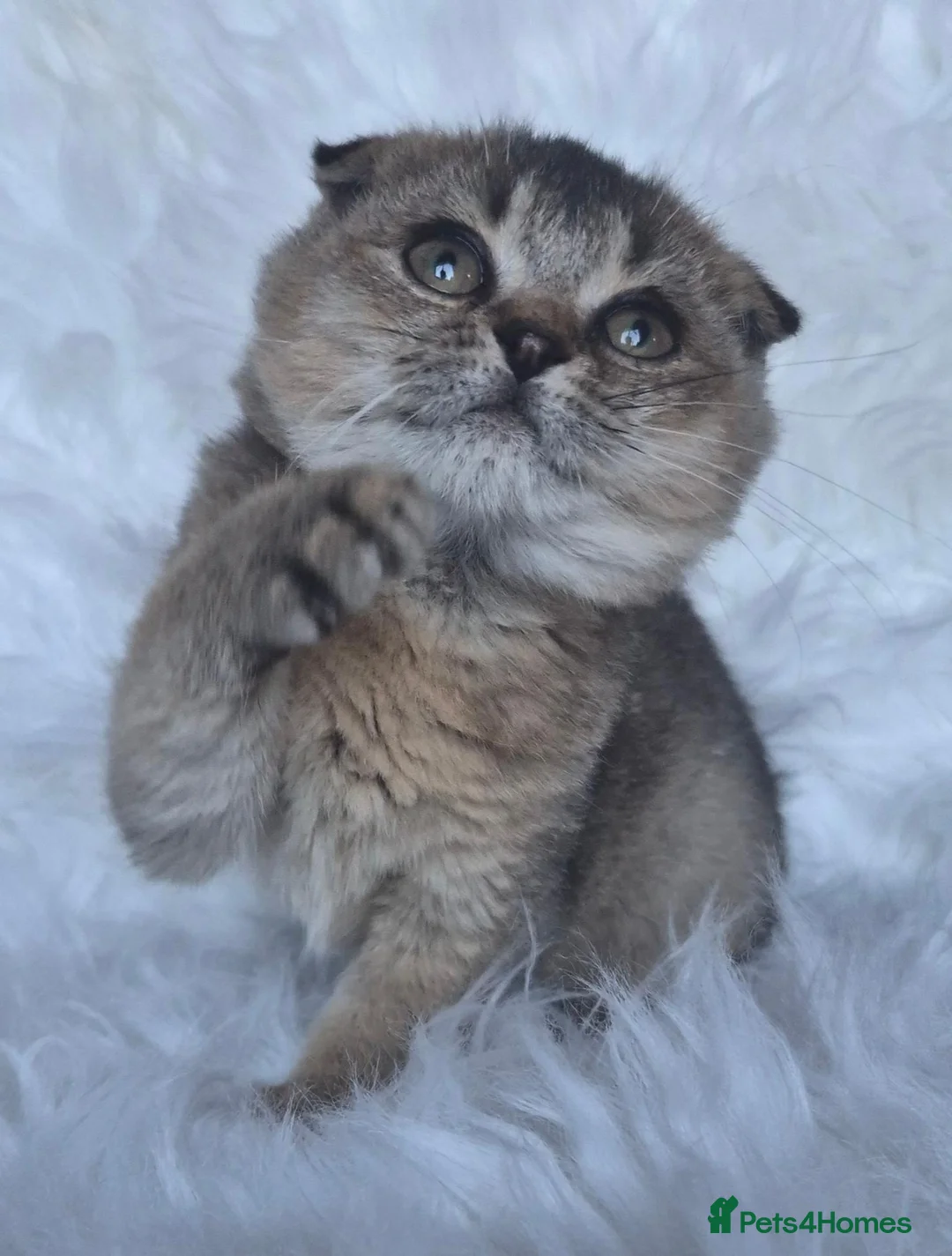 Scottish Fold cats for sale: Beautiful Scottish fold and straight  - Advert 39