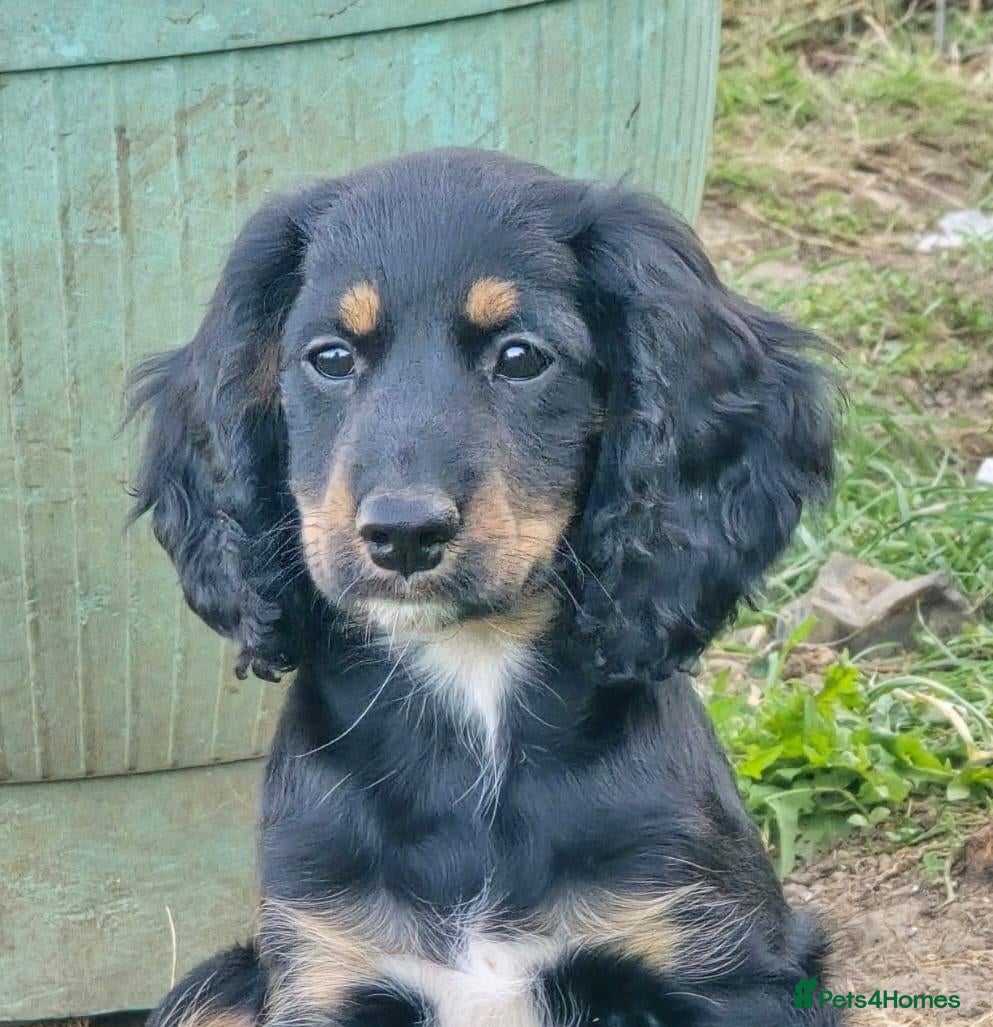 Cocker Spaniel dogs Show Cocker Spaniel Cross Puppies Homebred - Advert 1