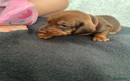 Miniature Dachshund dogs for sale: Miniature dachshund puppies - Image 6
