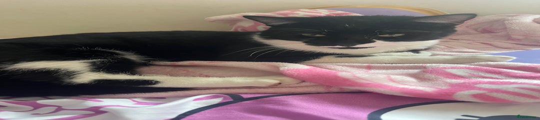 Mixed Breed Kitten 1