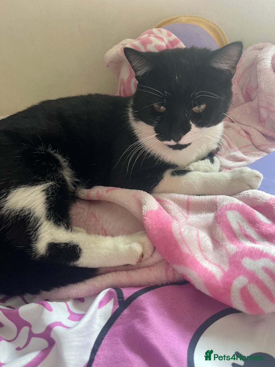 Mixed Breed cats for sale: Beautiful one year old male Free!  - Image 1