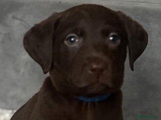 Labrador Retriever dogs Labrador puppies - Advert 18