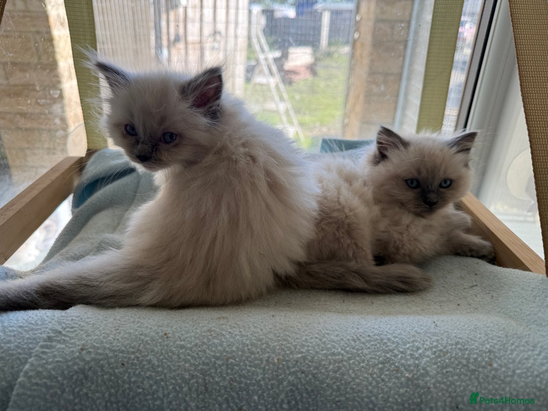 Ragdoll cats for sale: Gorgeous fluffy and friendly kittens  - Image 8