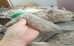 Bengal cats for sale: Tica RG pure bengals  - Image 19