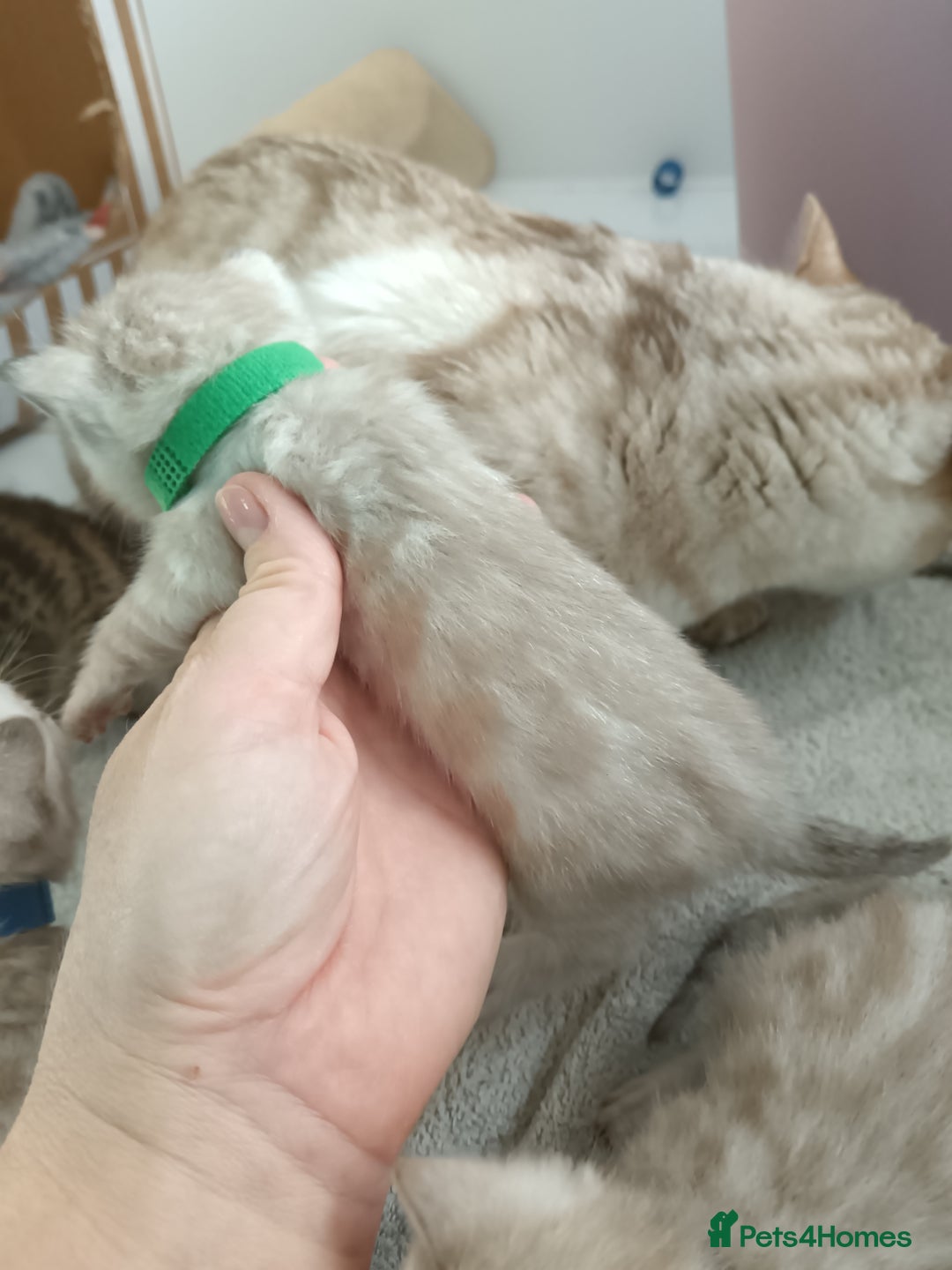 Bengal cats for sale: Tica RG pure bengals  - Image 19