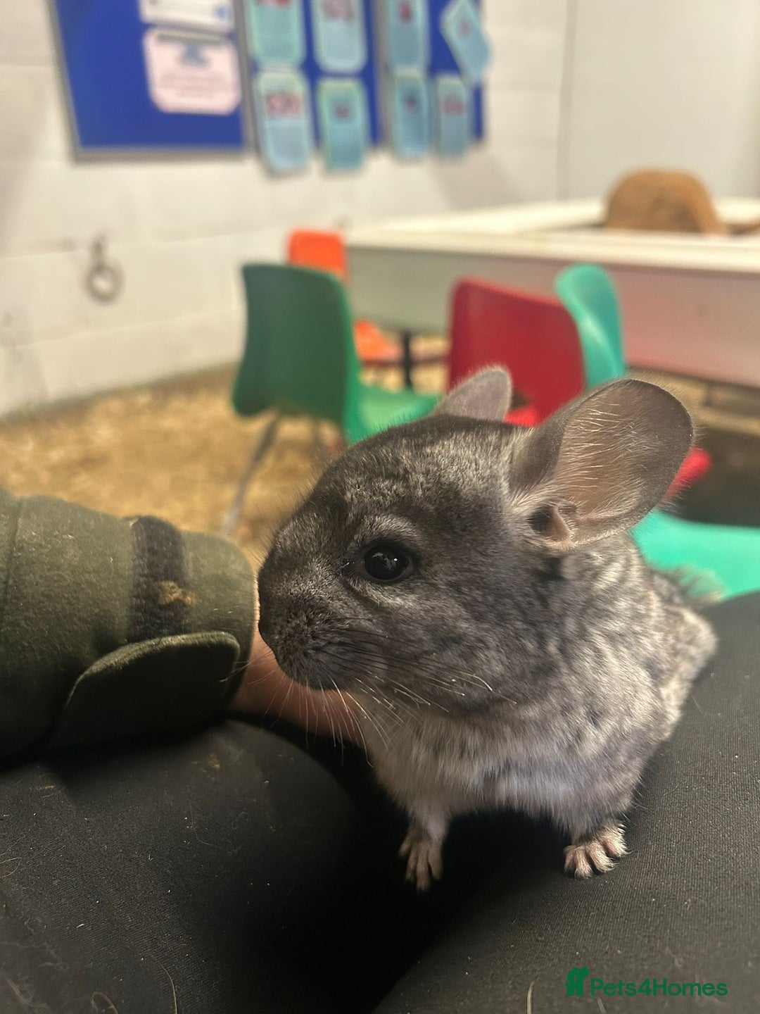 Chinchilla rodents for sale: Gorgeous baby chinchilla - Advert 3