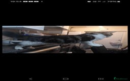 Mixed Breed cats for sale: 2 beautiful Maine Coon mix kittens  - Image 1