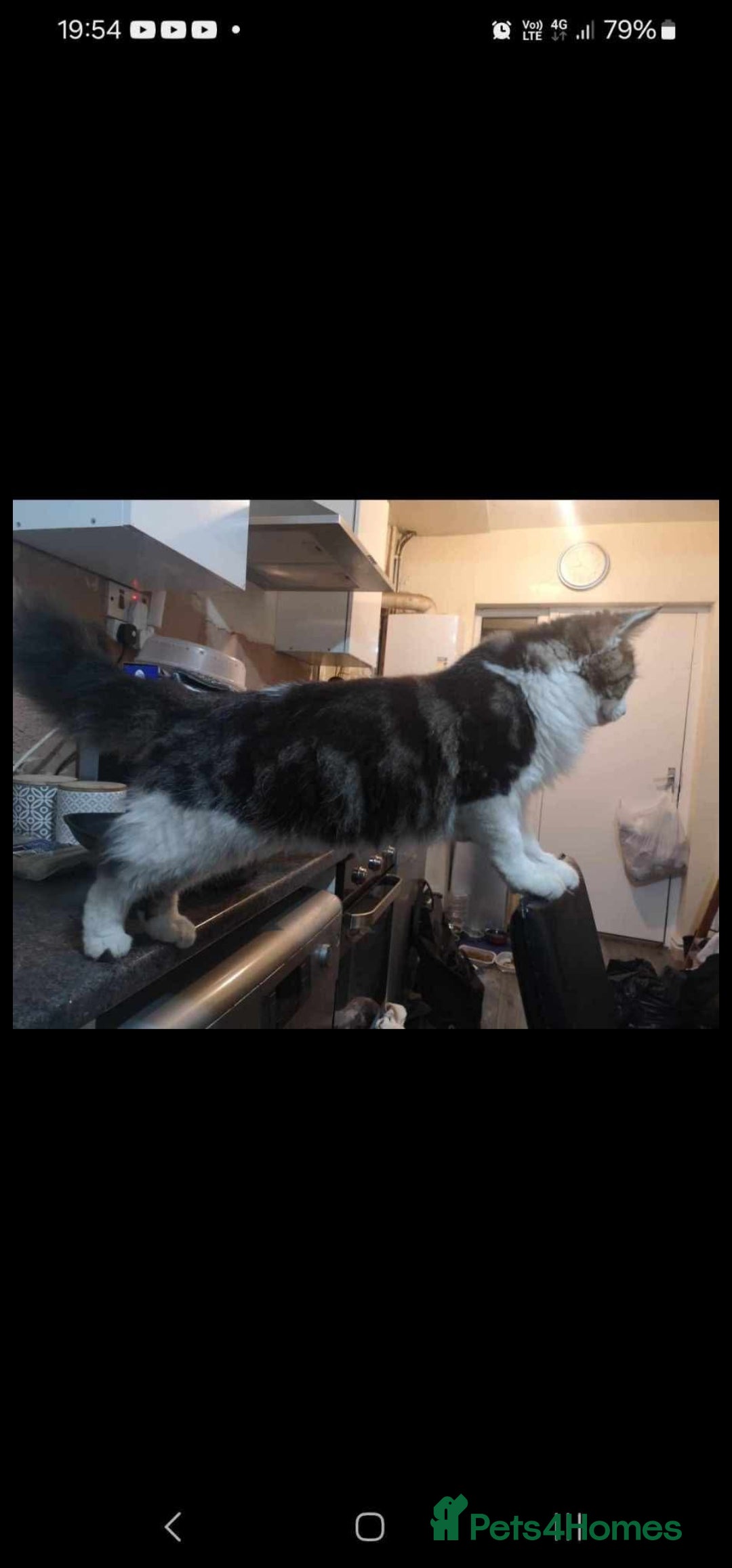 Mixed Breed cats for sale: 2 beautiful Maine Coon mix kittens  - Image 1