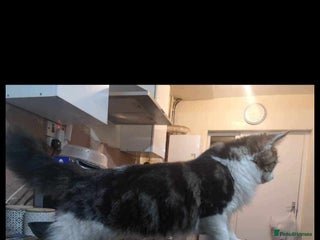 Mixed Breed cats for sale - Advert 1