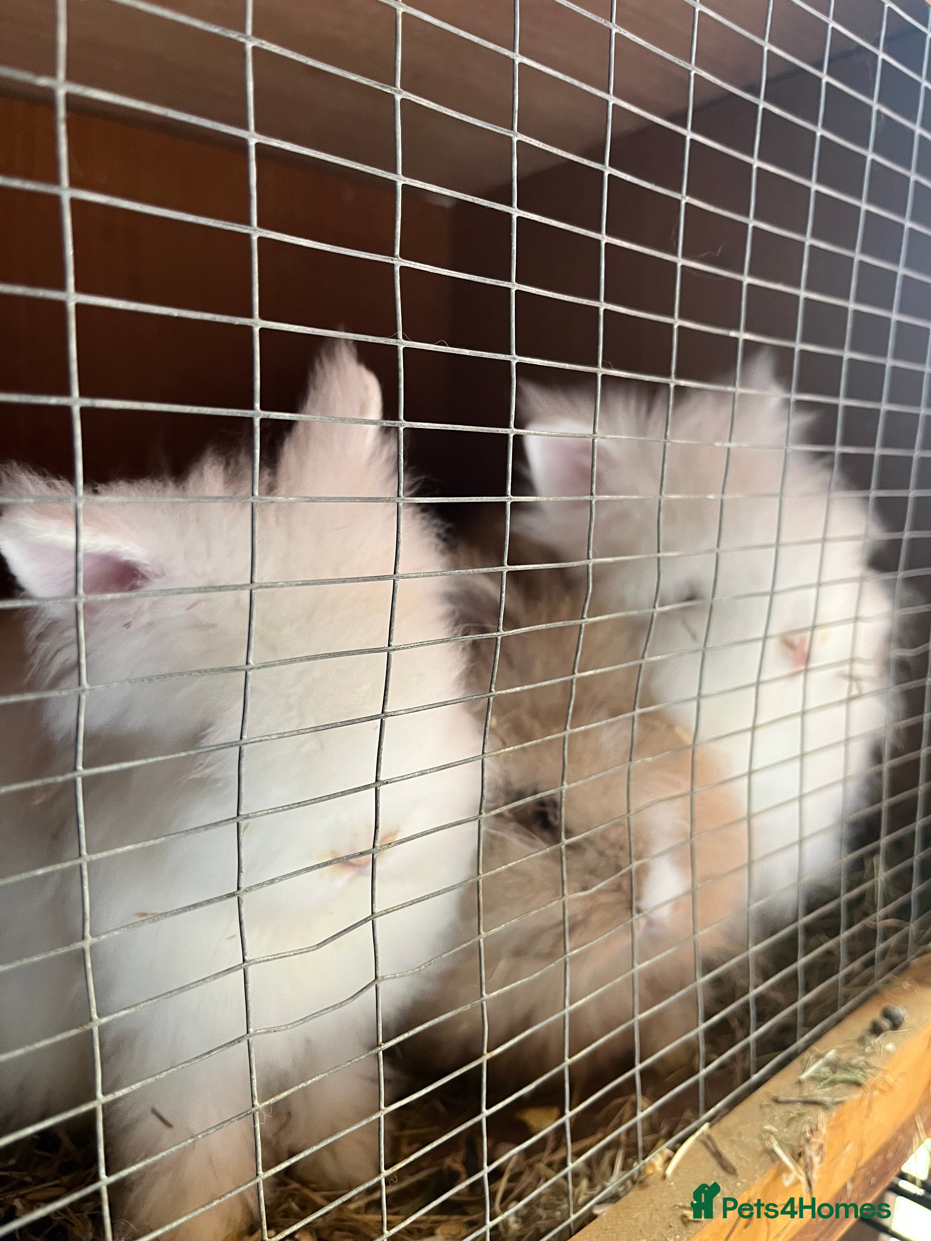 Lionhead rabbits 2 boys rabbits w blue eyes left to purchase  - Advert 14