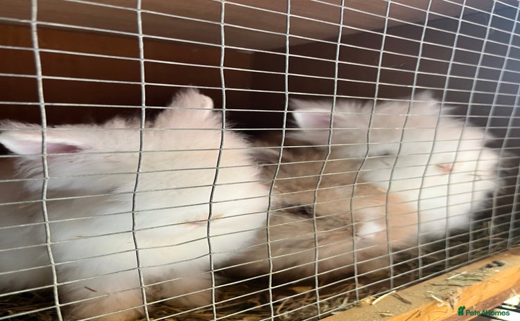 Lionhead rabbits - Advert 3