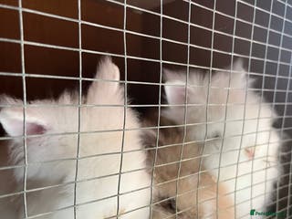 Lionhead rabbits One boy rabbits w blue eyes left to purchase - Advert 9