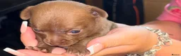Chihuahua dogs for sale: 3 chihuahua puppy’s for sale - Advert 3