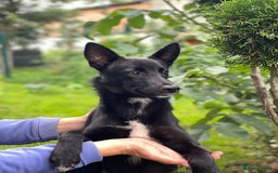 Mixed Breed dogs for adoption: ❤️Sandra, 7(8) month-old lower-medium girl ❤️ - Advert 4