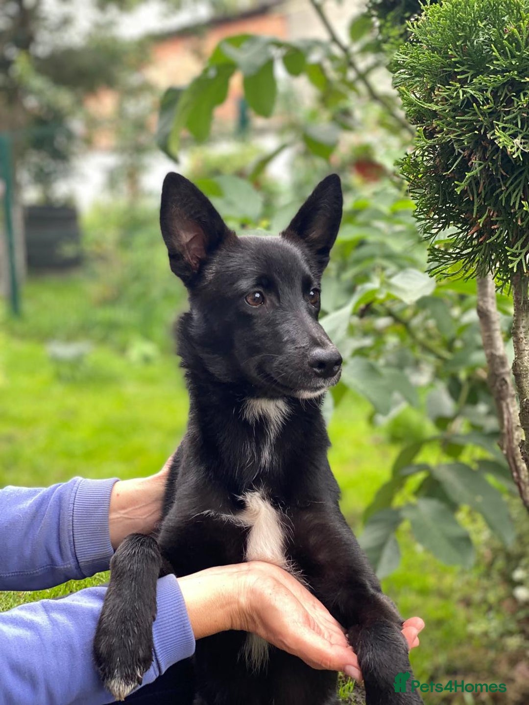 Mixed Breed dogs for adoption: ❤️Sandra, 7(8) month-old lower-medium girl ❤️ - Advert 4