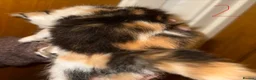 Maine Coon cats for sale: Gorgeous Maine Coon kittens in Southampton - Advert 6