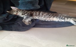 British Longhair cats for sale: Kittens for sale!! in Highbridge - Image 17