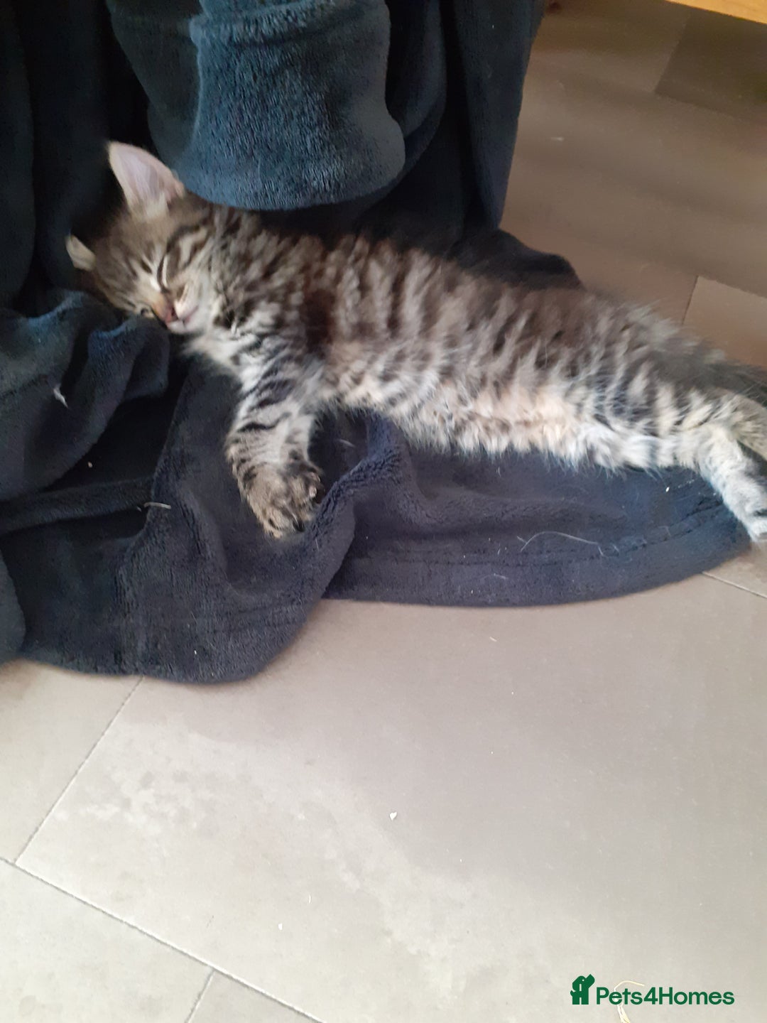 British Longhair cats for sale: Kittens for sale!! in Highbridge - Image 17