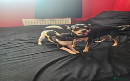 Pomchi dogs for sale: black and white pomchi puppy - Image 3
