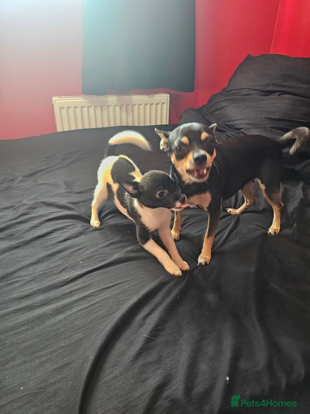 Pomchi dogs for sale: black and white pomchi puppy - Image 3