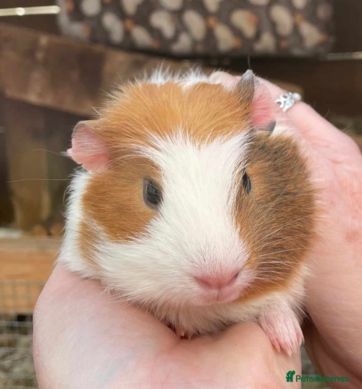 Guinea Pig rodents Baby sow/girl guinea pigs babies - Advert 15