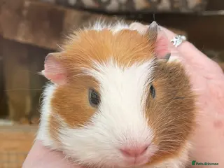 Guinea Pig rodents Baby sow/girl guinea pigs babies - Advert 15