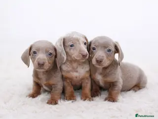 Miniature Dachshund dogs Kc reg-Super tiny miniature dachshund pups - Advert 5