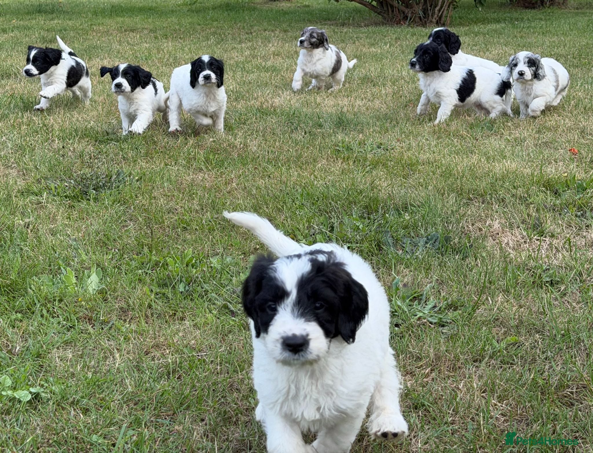 Sproodle dogs ✨ Premium Rare F1 Sproodle Pups – Champion Lines ✨ - Advert 1