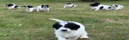 Sproodle dogs for sale: ✨ Premium Rare F1 Sproodle Pups – Champion Lines ✨ - Advert 7
