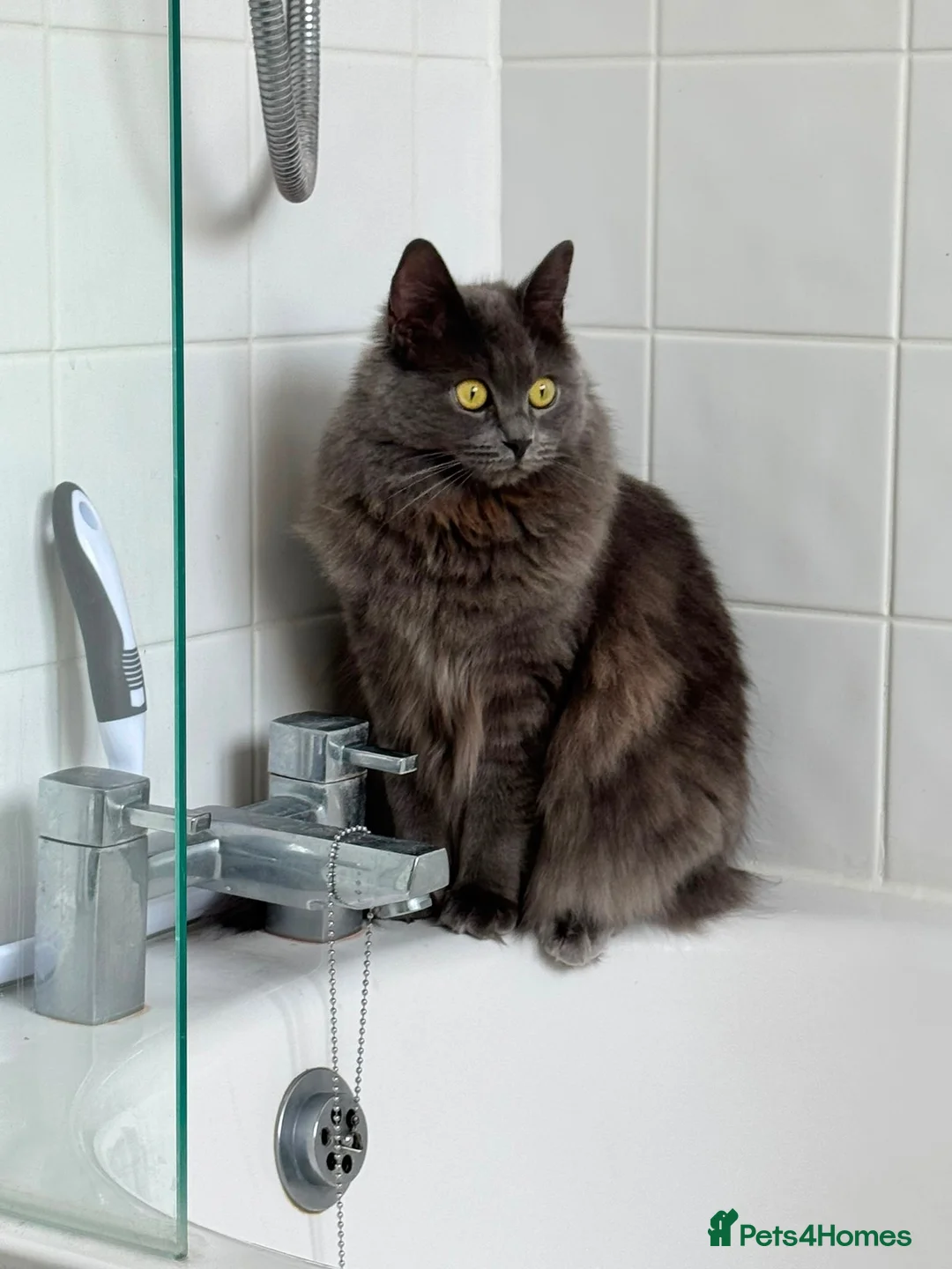Ragdoll cats for sale: Beautiful Grey Ragdoll female cat, green eyes. in Bristol - Advert 9