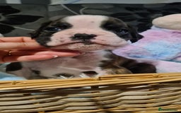 Boxer dogs for sale:  Puppies KC – Exceptional Champion Bloodlines 🐾 - Image 20