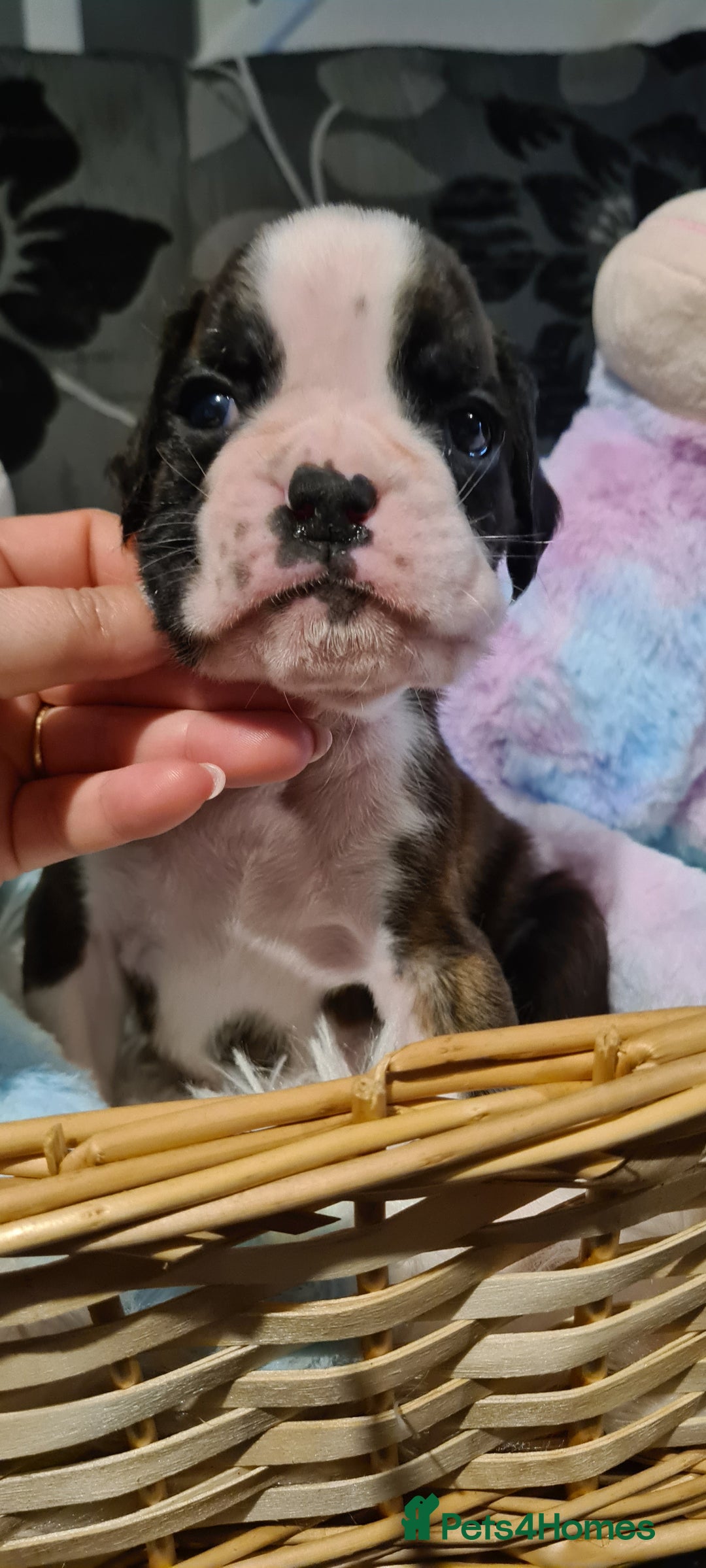 Boxer dogs for sale:  Puppies KC – Exceptional Champion Bloodlines 🐾 - Image 20