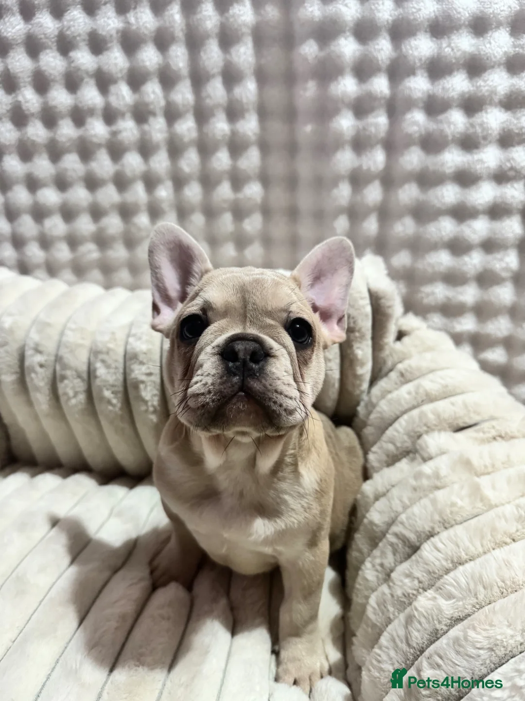 French Bulldog dogs for sale: French bulldog puppies - Advert 2