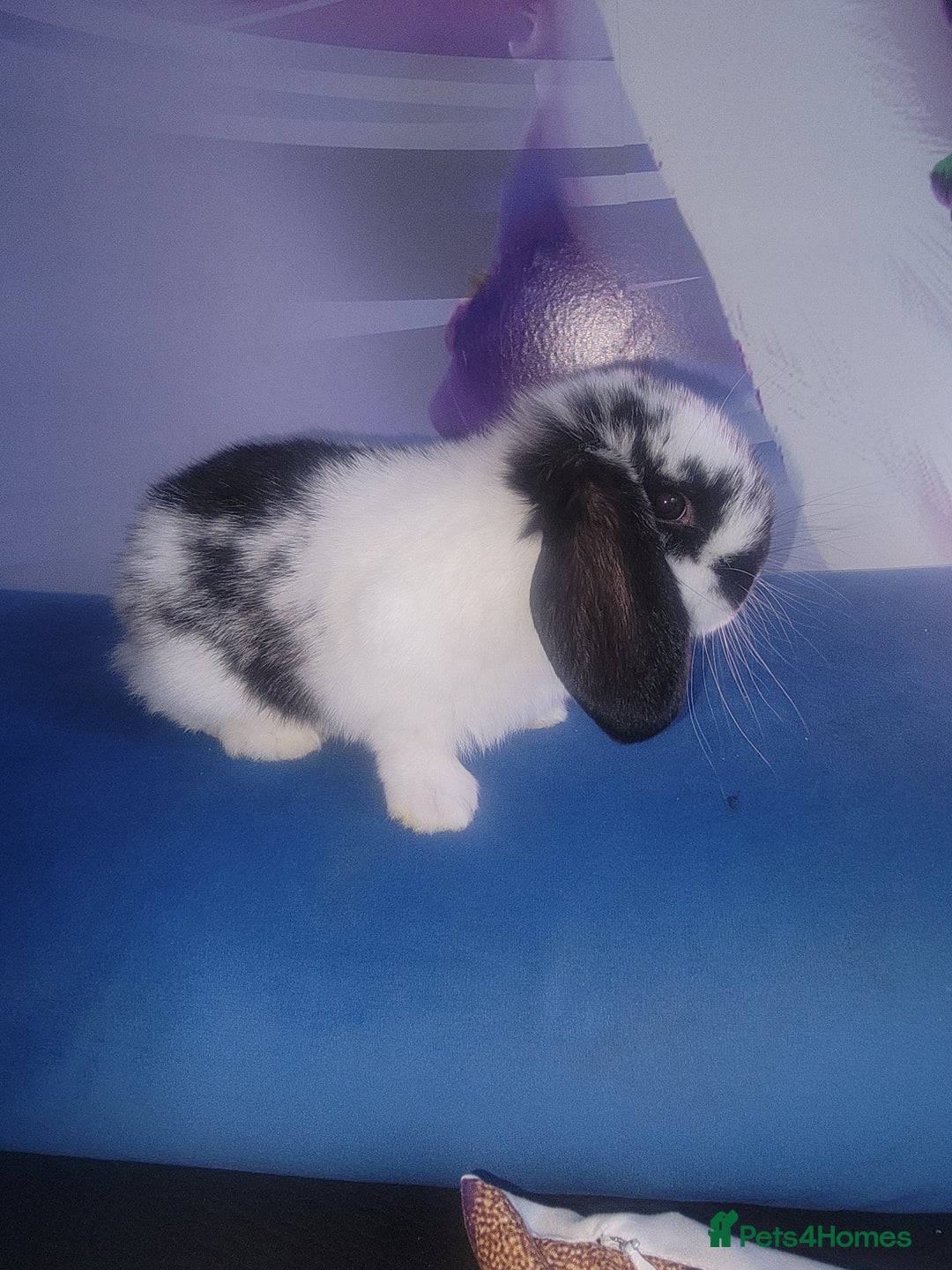 Mini Lop rabbits for sale: Mini lop bunnies  - Image 8