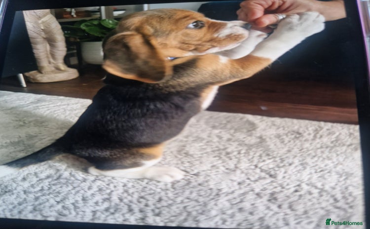 Beagle dogs - Advert 1