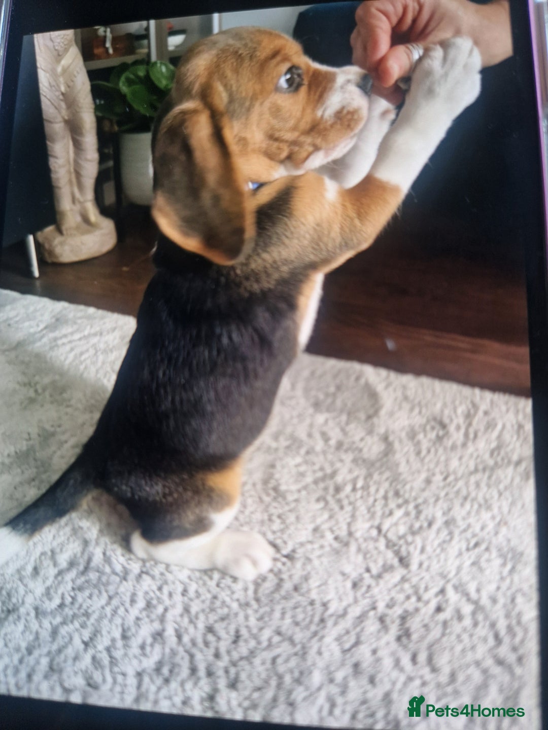 Beagle dogs for sale: (5th gen) pure pedigree beagle puppy - Image 1