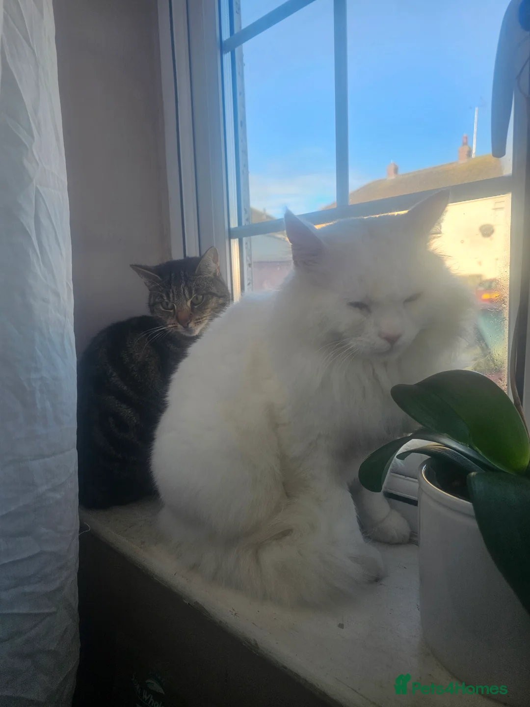 Mixed Breed cats for sale: Kitens in Bourne - Advert 1