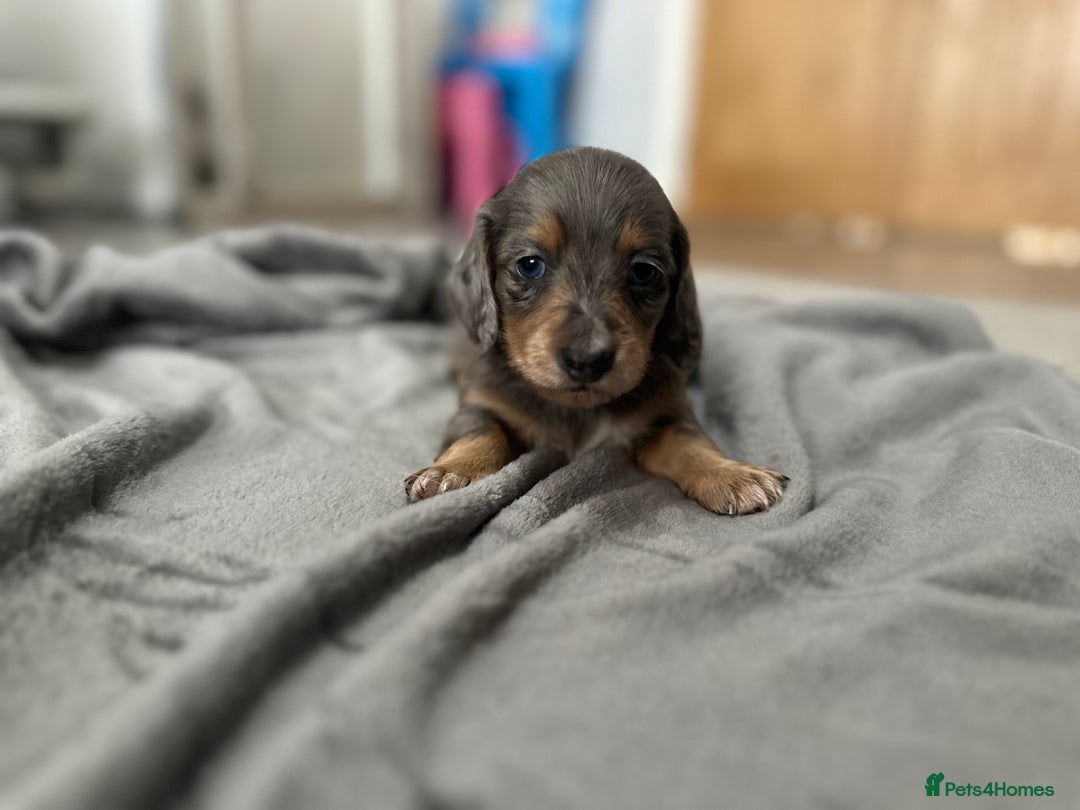 Miniature Dachshund dogs for sale: Long haired miniature dachshund  - Image 18