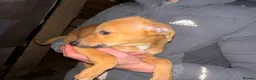 Lurcher dogs for sale: 7 week old lurcher puppies - Advert 7