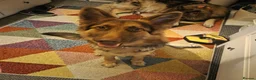German Shepherd dogs for sale: KC registered Liver and Tan Girl - Advert 5