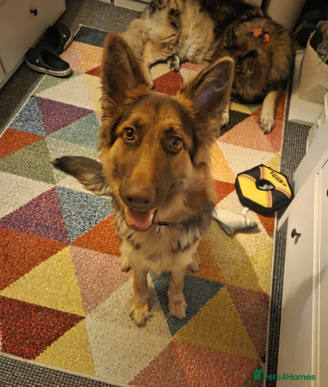 German Shepherd dogs for sale: KC registered Liver and Tan Girl - Advert 5