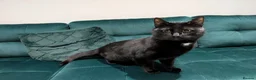Mixed Breed cats for sale: Beautiful cuddly cat  - Advert 4